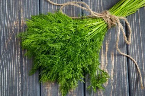 فروش مستقیم و عمده شوید خشک اعلا + قیمت ویژه